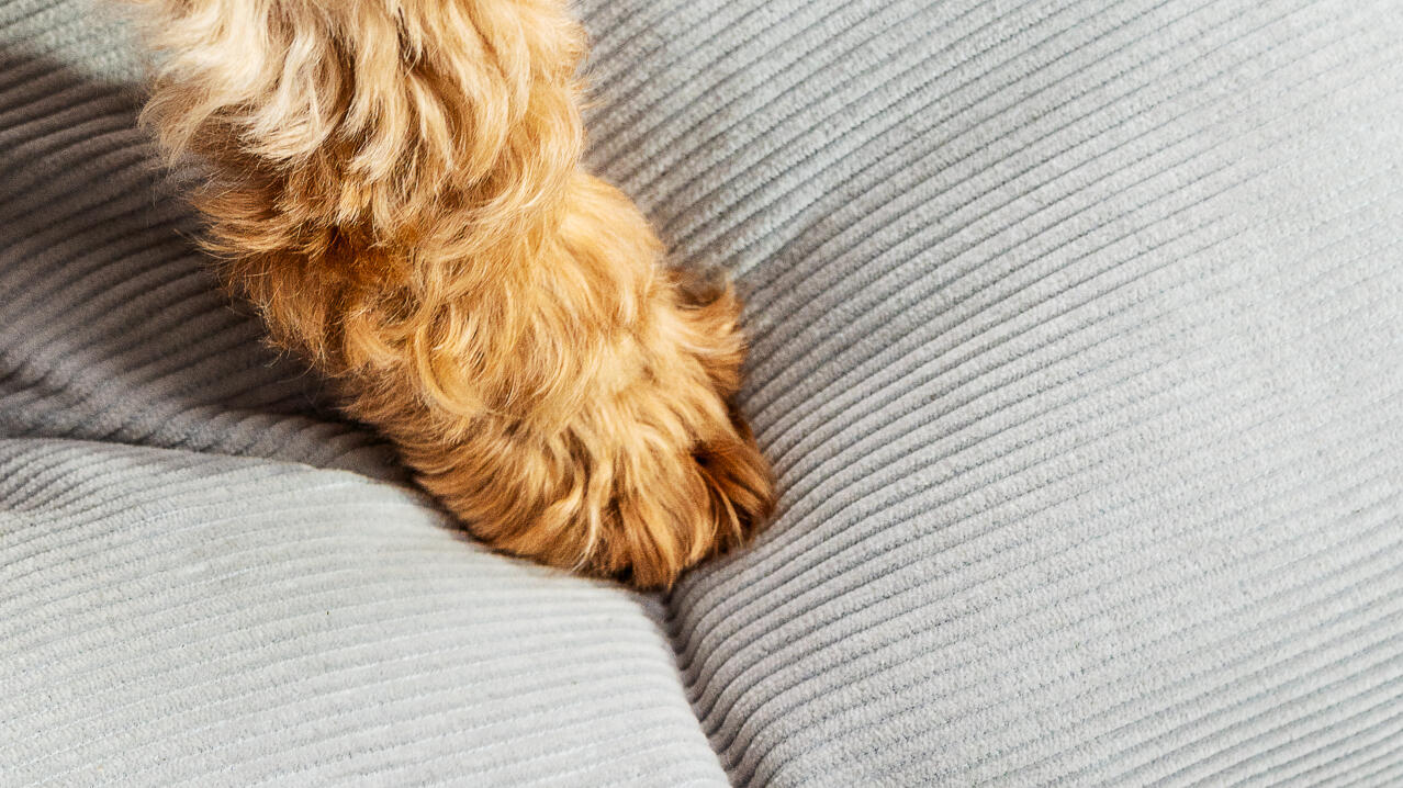 łapa psa na szarym poduszkowym leGowisku dla psa zaprojektowanym przez Omlet