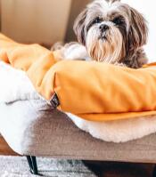 Pies na Topology leGowisko dla psa z poduszką z fasoli