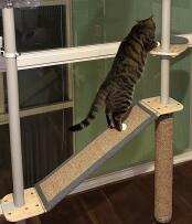 Kot wspinający się po rampie