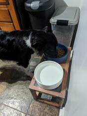 Pies jedzący ze sztormowej niebieskiej miski dla psa Omlet ustawionej na stojaku.