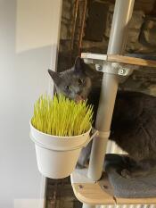 Szary kot obok rośliny zainstalowanej na jeGo krytym drzewie dla kotów