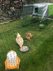 Kurczęta za ogrodzeniem dla kurcząt z dużym zielonym Cube kurnikiem