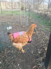 Kurczak ubrany w różową kamizelkę odblaskową