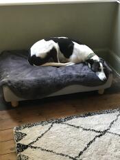 Blitz nie mógł się doczekać, kiedy wskoczy na swoje nowe łóżko. 