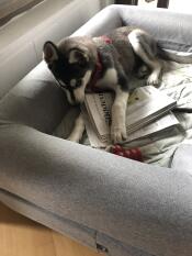 Piesek żujący gazetę w swoim szarym leGowisku z poduszeczką