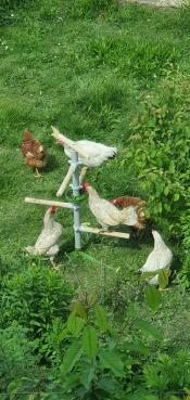 Kurczaki próbują dostać się do ziaren słonecznika