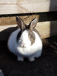 Pyzaty czarno-biały króliczek siedział w słońcu