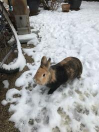 Czarno-brązowy króliczek w Snow w ogrodzie