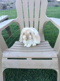 Uroczy królik mini lop, siedzący na krześle na wybiegu