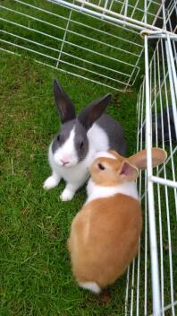 Dwa białe, brązowe i czarne króliki holenderskie na wybiegu dla zwierząt