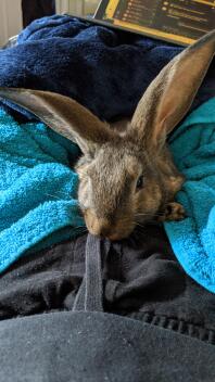 Nowy flamandzki królik olbrzymi gotowy do przytulania!