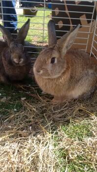 nasze nowe samce królików
