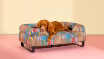 Pies odpoczywający w kolorowym wzorzystym leGowisku dla psa od Omlet
