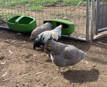 Kurczęta jedzące z karmnika przymocowaneGo do wybiegu z siatki drucianej