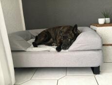 Pies śpiący na Omlet Topology leGowisko dla psa z bolster topper i łapami
