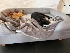 śpiący pies w szarym leGowisku z poduszeczką, pokrowcem i zabawkami