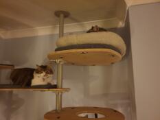 2 koty leżące na półkach swojeGo kryteGo drzewka dla kotów