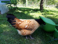 Kurczak w karmniku