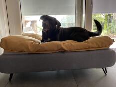 Szczęśliwy brązowy pies na szarym posłaniu z żółtym poduszką z fasoli