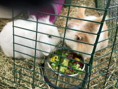 Dwa puszyste króliczki jedzące karmę z metalowej miski