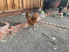 Kurczak w ogrodzie z wiszącymi zabawkami do dziobania