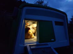 Kurczęta w kurniku Cube w nocy z lampą wewnątrz kurnika