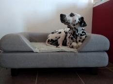 Pies na swoim szarym posłaniu z poduszeczką