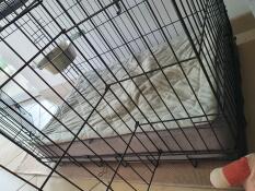 Szare łóżko umieszczone w klatce dla psa