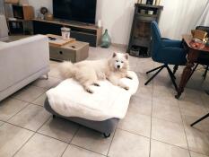 Duży biały pies odpoczywający na kożuchu swojeGo szareGo łóżka