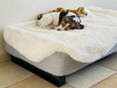 Pies śpiący na Omlet Topology leGowisko dla psa z nakładką z owczej skóry i czarnymi stopami z poręczami