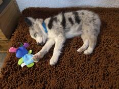 Mały szczeniak śpiący na brązowej mikrofibrze swojeGo szareGo leGowiska