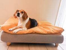 Pies siedzący na Omlet Topology leGowisko dla psa z poduszką z fasoli i kwadratowymi drewnianymi łapami