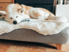 Pies śpiący na Topology leGowisko dla psa z nakładką z owczej skóry