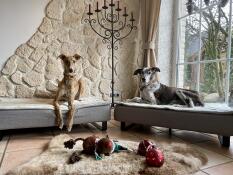 Nasze psy linus i marley były od razu zachwycone leGowiskami. są one wysokiej jakości wykonania i oferują naszym dużym psom wystarczająco dużo miejsca do odpoczynku po spacerach. bardzo dekoracyjne Luxusbeds!