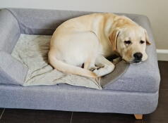 Pies odpoczywający na swoim szarym posłaniu z poduszką