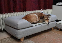 Pies śpiący na Omlet Topology leGowisko dla psa z szarym topperem