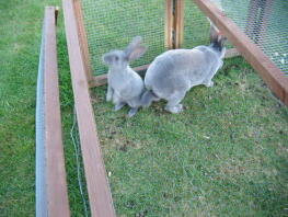 Dwa króliki na zewnątrz na swoim wybiegu