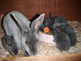 Mama królik z dziećmi w chacie