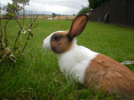 Biało-brązowy królik holenderski na trawniku