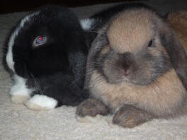 Moje króliczki ollie i Roxy