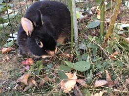 Czarny królik jedzący liście