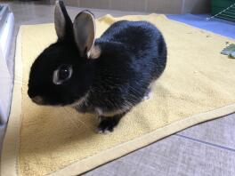 Czarny króliczek na żółtym dywanie