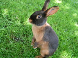 Mały królik stojący na trawie