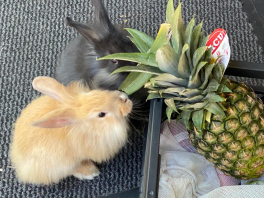 Dwa króliki badające ananasa