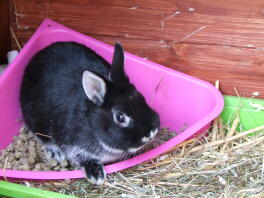 Czarno-biały króliczek siedział w swojej misce z jedzeniem