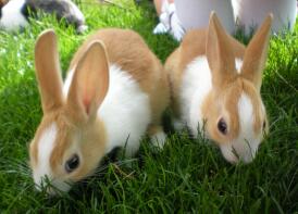 2 z moich holenderskich królików