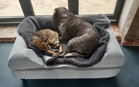 Merida i karou uwielbiają to łóżko