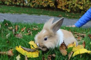 mój królik gra jesienią, kiedy nadejdzie autmn! xx