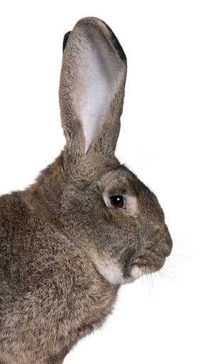 Flamandzki królik olbrzym z niesamowicie wysokimi uszami