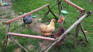 Kurczaki z Omlet Caddi uchwyt na smakołyki i zabawka do dziobania